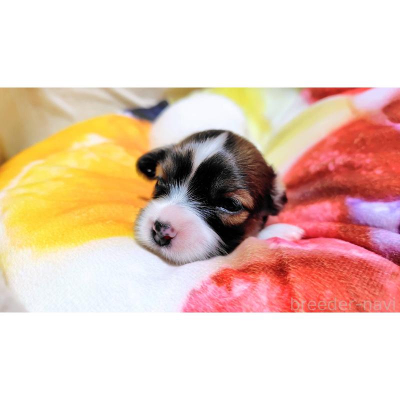 成約済の滋賀県のパピヨン-404434の6枚目