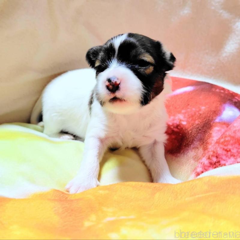 成約済の滋賀県のパピヨン-404434の5枚目