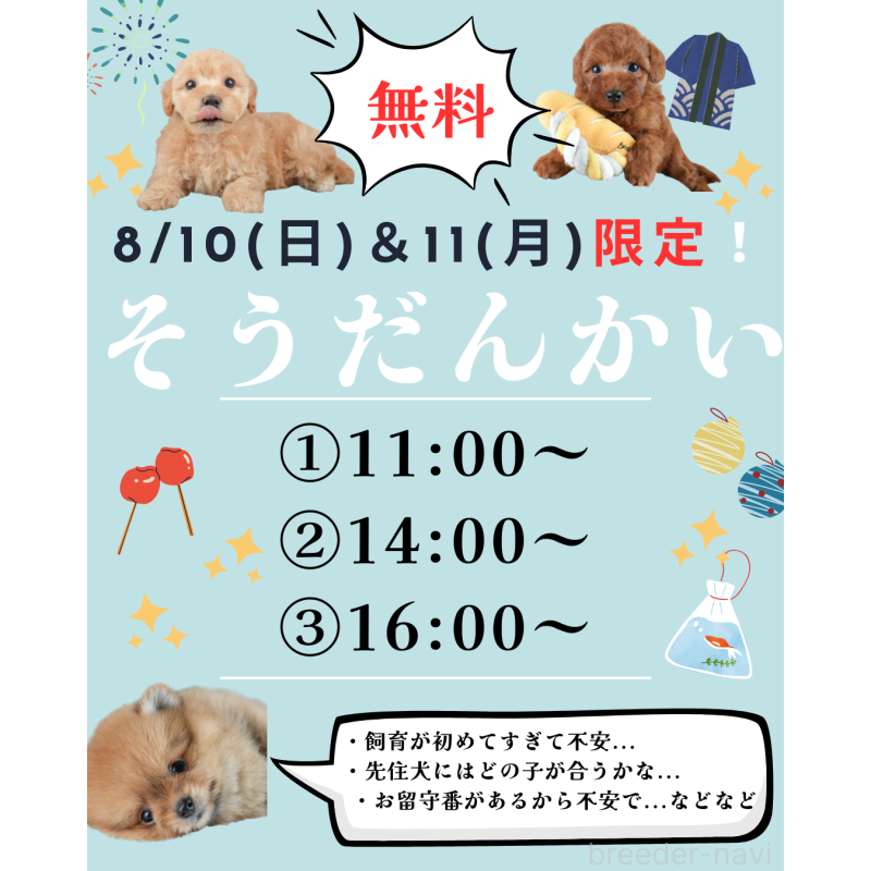 販売中の東京都のミックス犬-404362の3枚目