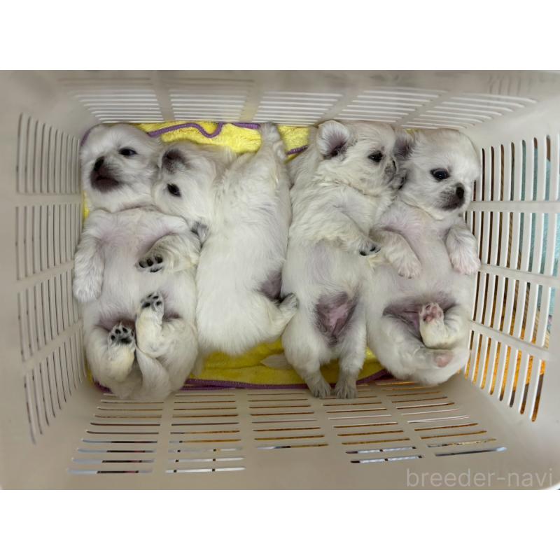 販売中の鹿児島県のペキニーズ-404381の2枚目