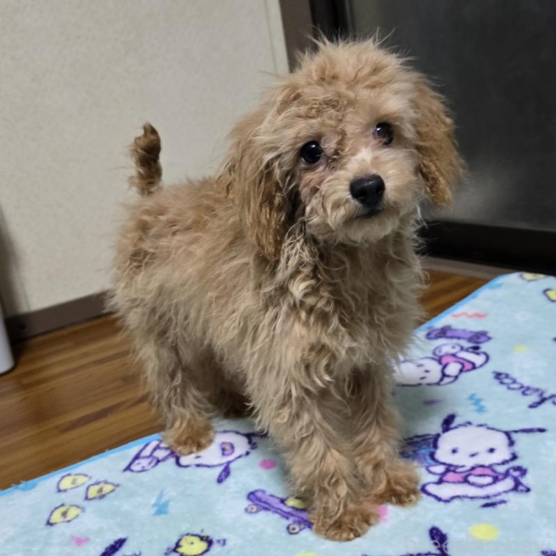 成約済の岡山県のトイプードル-374261の7枚目