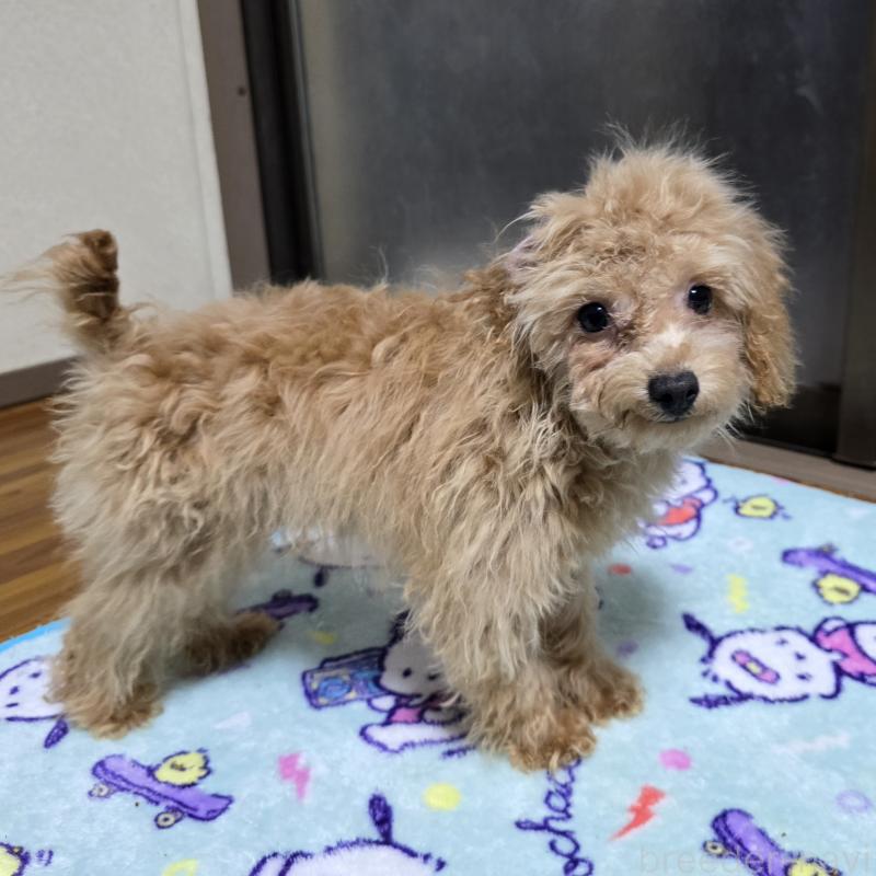成約済の岡山県のトイプードル-374261の6枚目