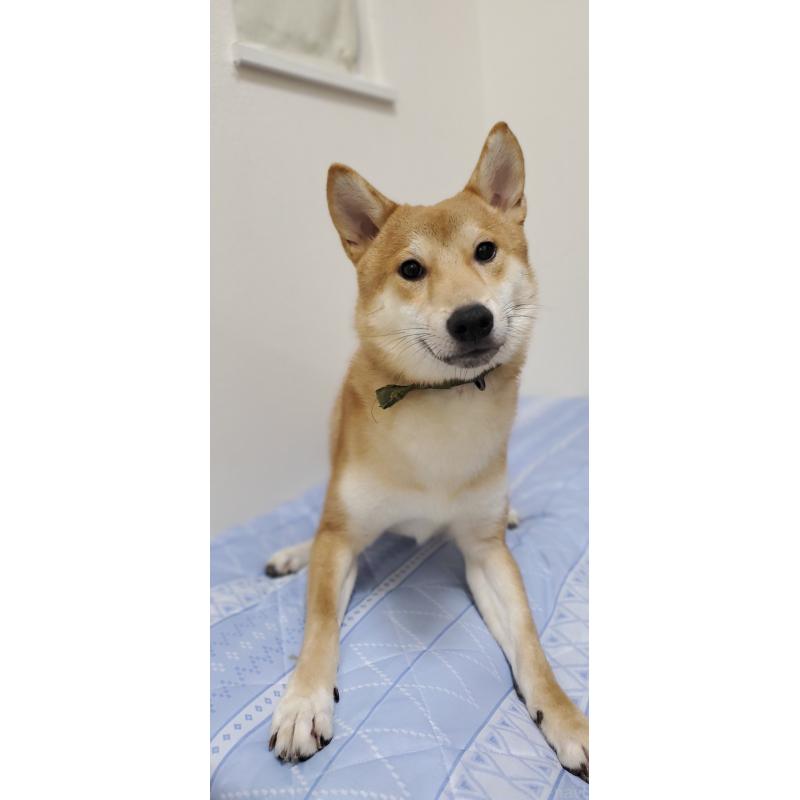 販売中のの柴犬-356791
