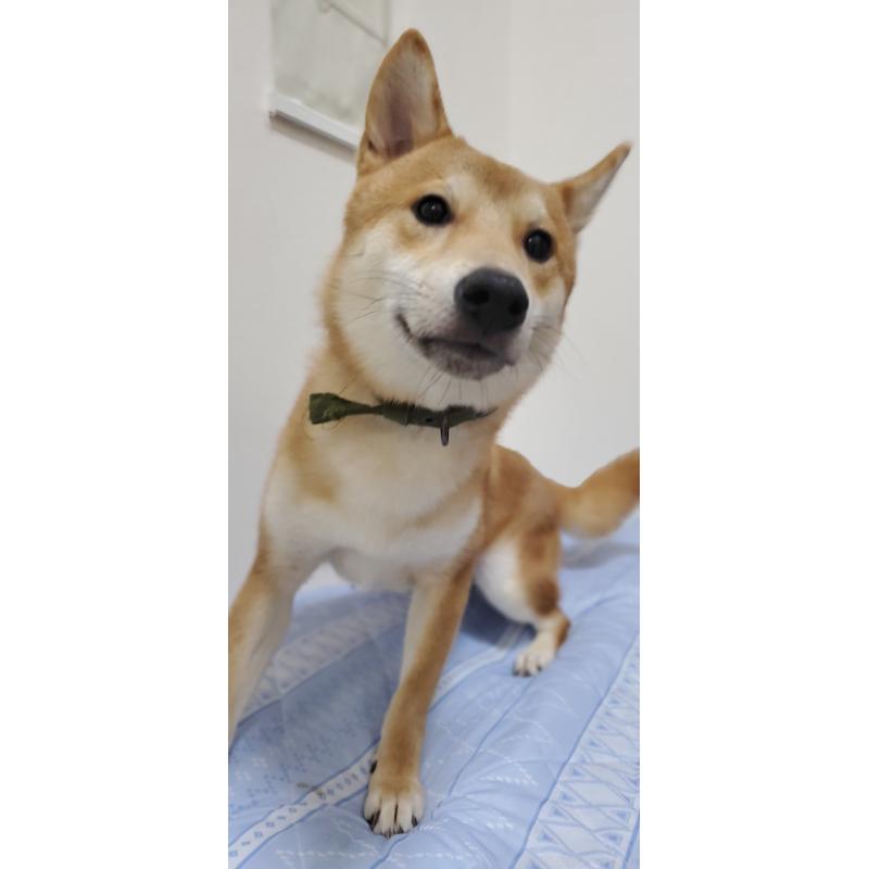 販売中の千葉県の柴犬-356791の2枚目
