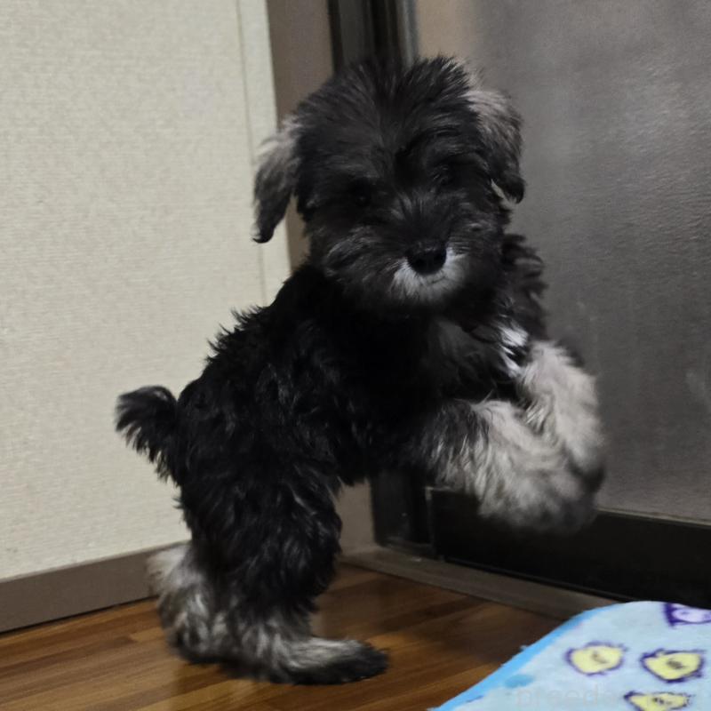 販売中の岡山県のミニチュアシュナウザー-394059