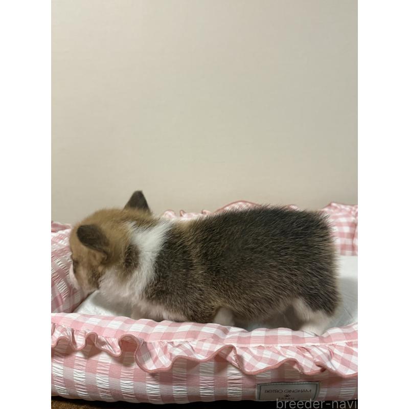 販売中の岐阜県のウェルシュコーギーペンブローク-404475の5枚目