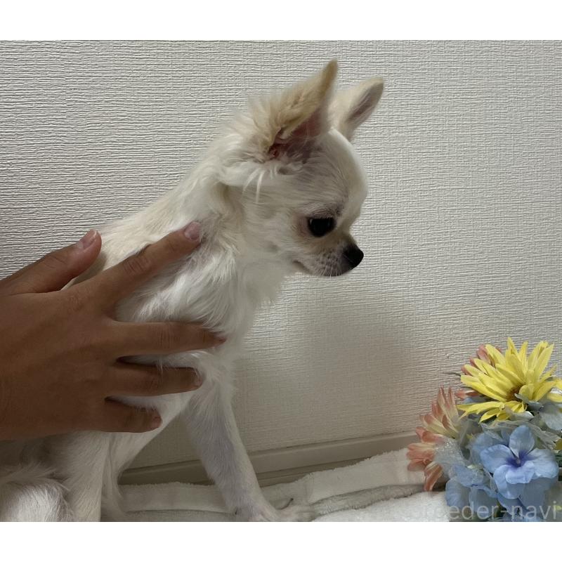 販売中の兵庫県のチワワ(ロングコート)-382071の8枚目