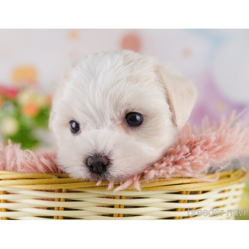 販売中の東京都のミックス犬-404681の6枚目