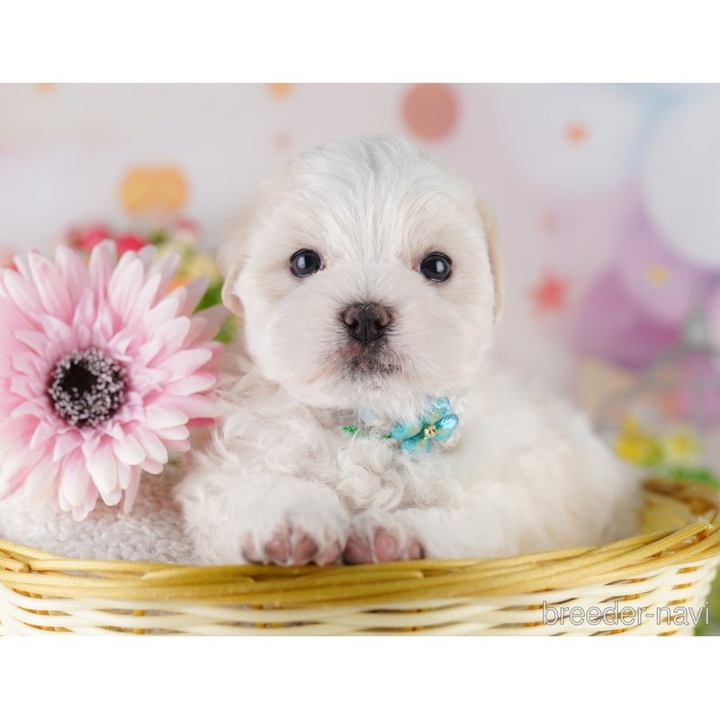 販売中の東京都のミックス犬-404681の2枚目