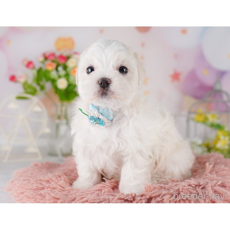 販売中の東京都のミックス犬-404681の3枚目