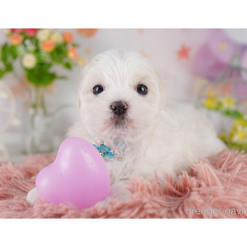 販売中の東京都のミックス犬-404681の4枚目