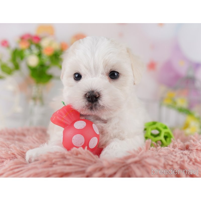 販売中の東京都のミックス犬-404681の5枚目