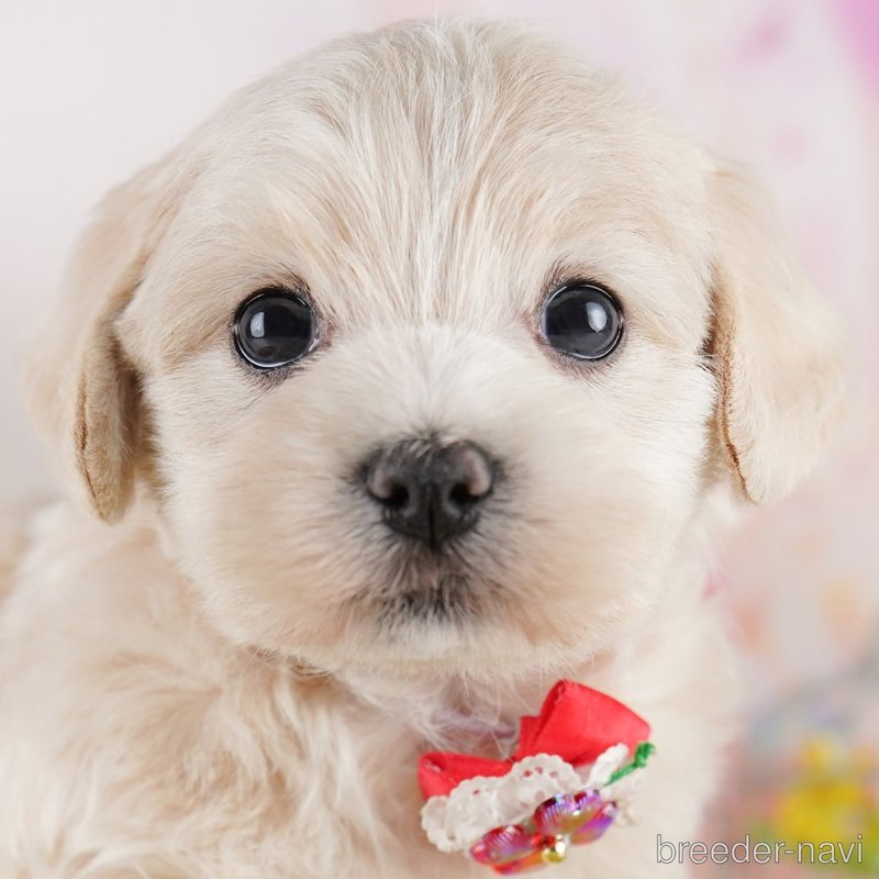 販売中の東京都のミックス犬-404682の1枚目