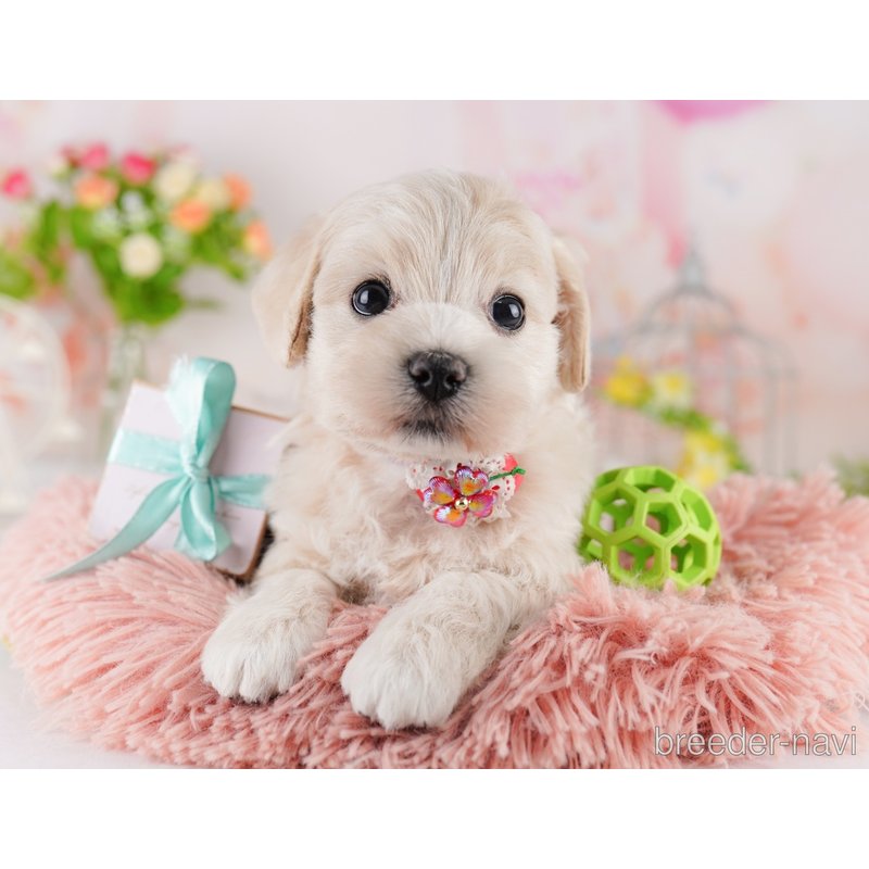 販売中の東京都のミックス犬-404682の5枚目