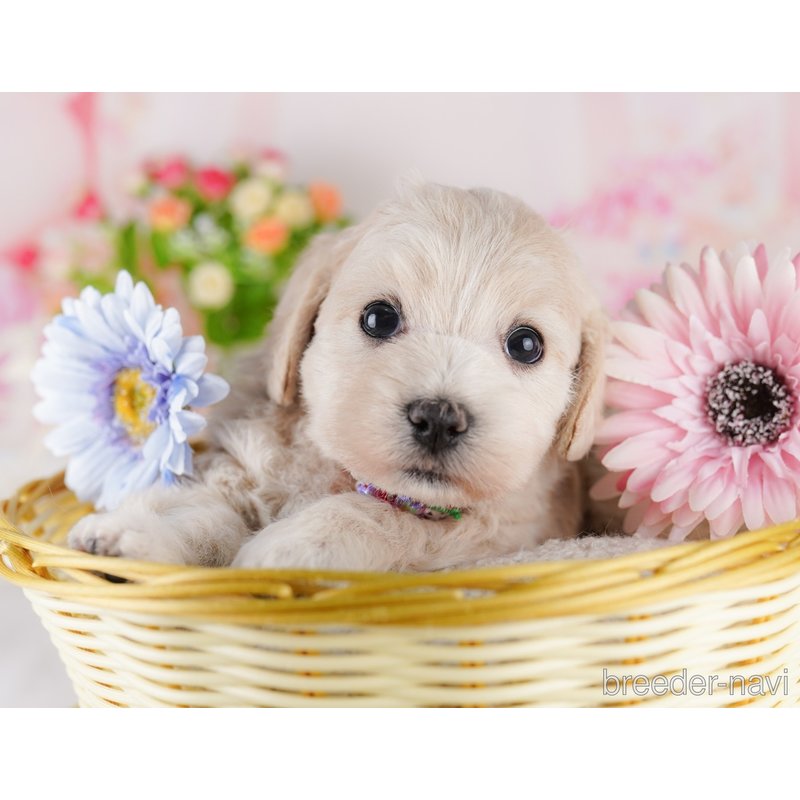 販売中の東京都のミックス犬-404682の6枚目