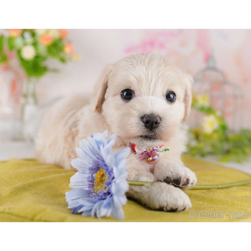販売中の東京都のミックス犬-404682の2枚目