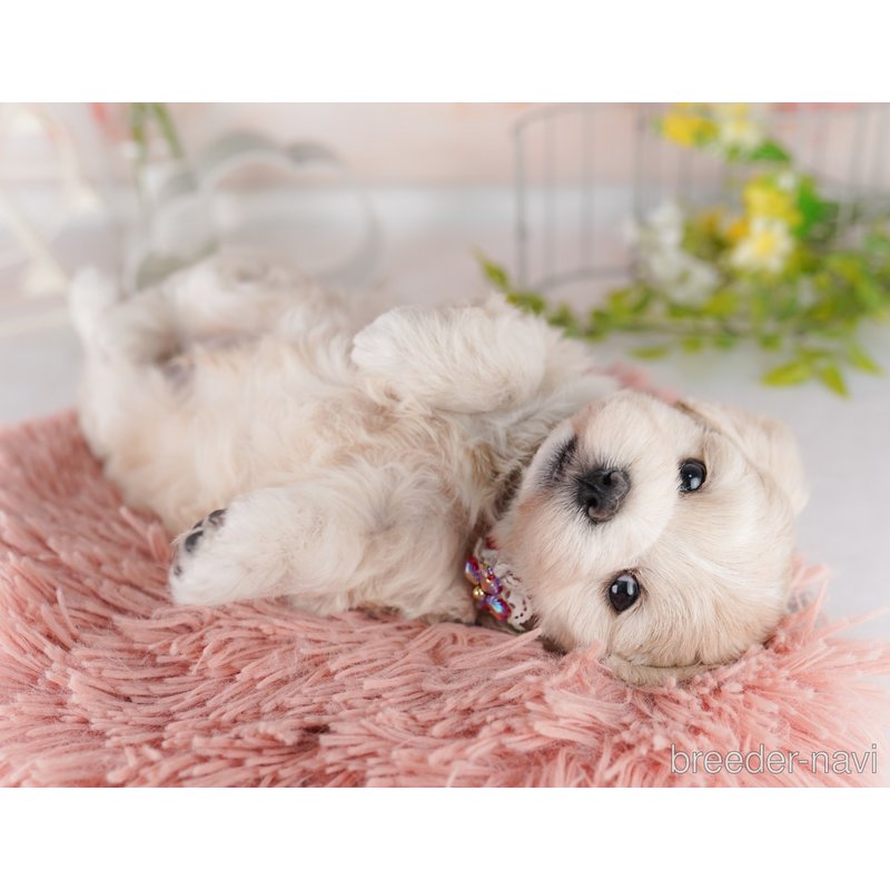 販売中の東京都のミックス犬-404682の3枚目