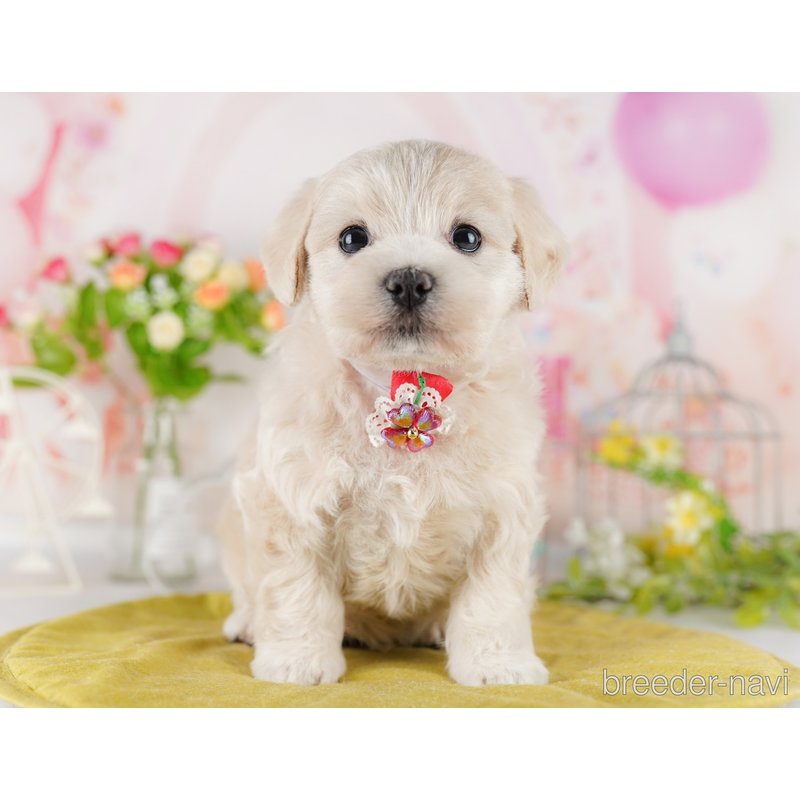 販売中の東京都のミックス犬-404682の4枚目