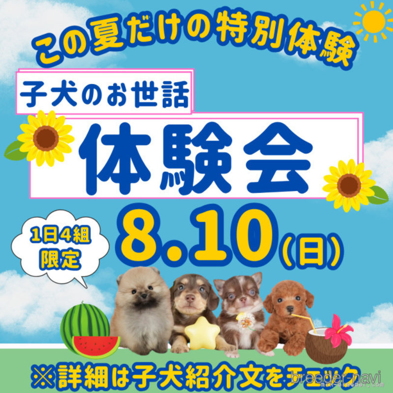 販売中の千葉県のポメチワ:ポメラニアン×チワワ-404319の3枚目