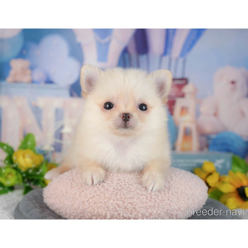 販売中の千葉県のミックス犬-404559の5枚目