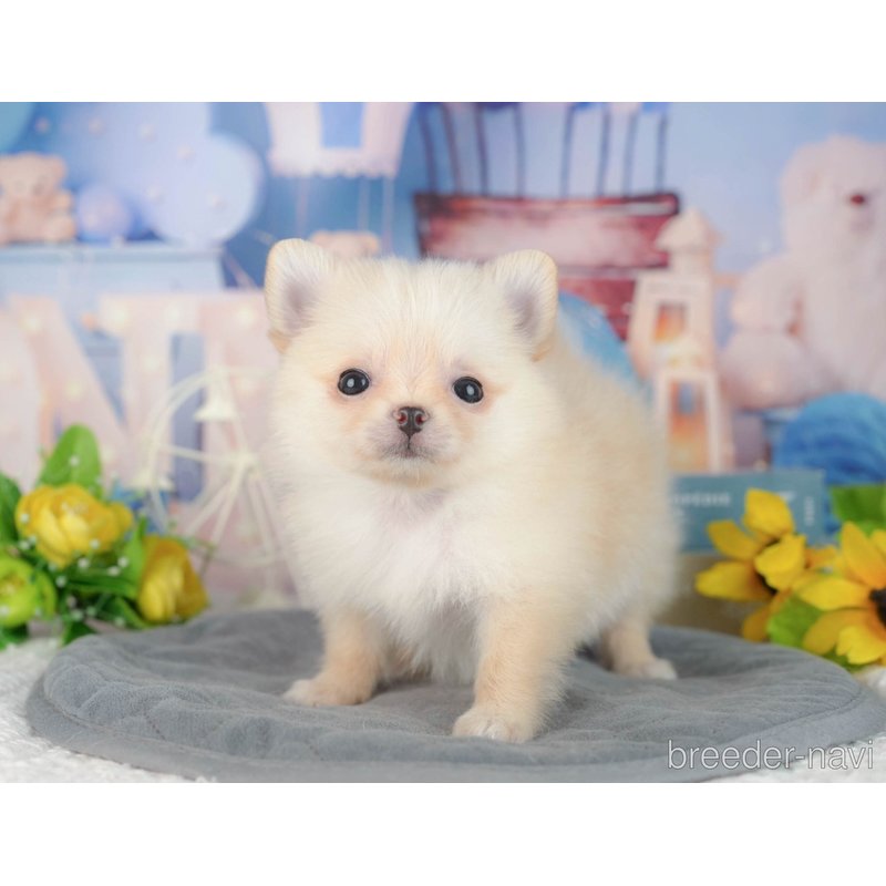 販売中の千葉県のミックス犬-404559の6枚目