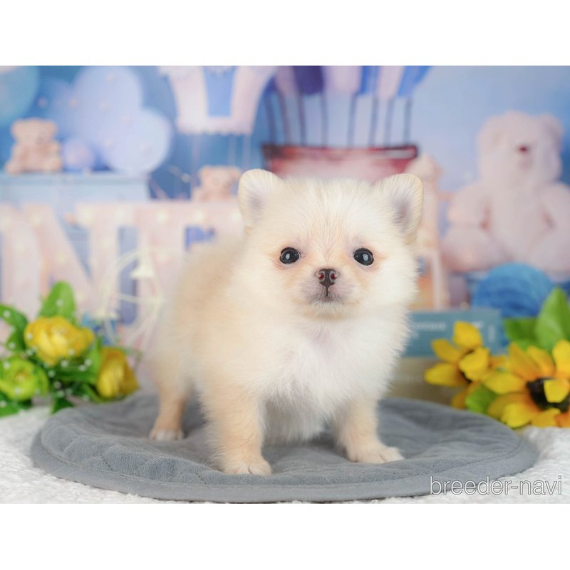 販売中の千葉県のミックス犬-404559の3枚目