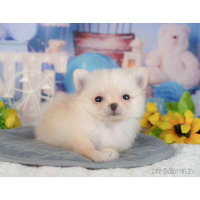 販売中の千葉県のミックス犬-404559の8枚目