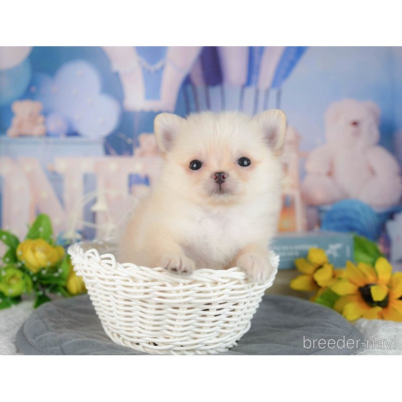 販売中の千葉県のミックス犬-404559の9枚目
