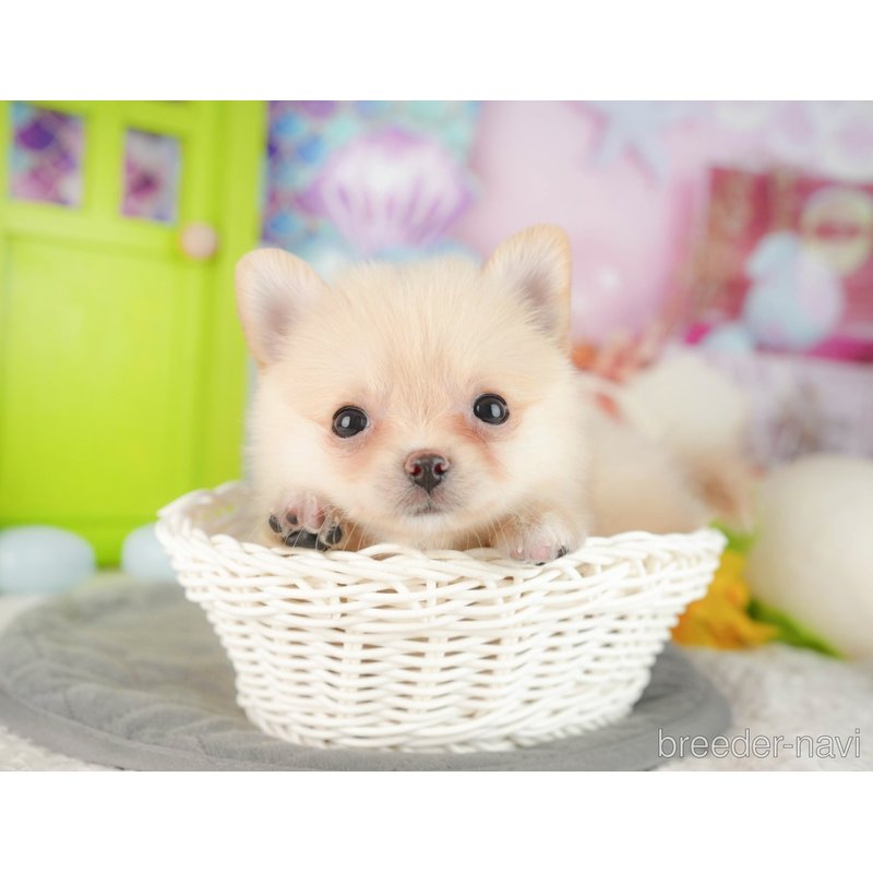 販売中の千葉県のミックス犬-404554の9枚目
