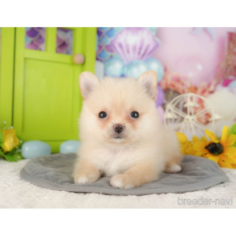 販売中の千葉県のミックス犬-404554の4枚目