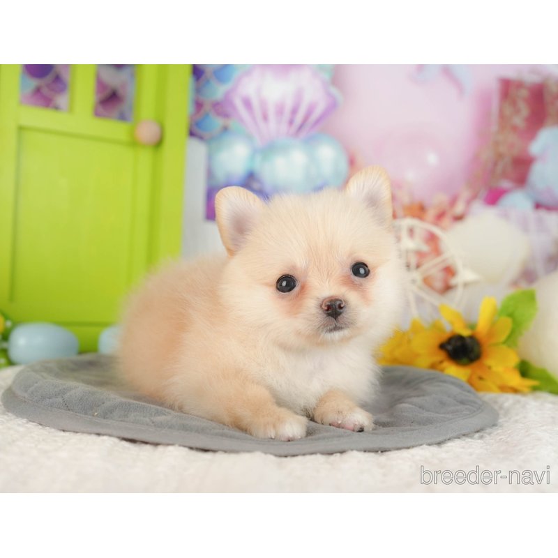 販売中の千葉県のミックス犬-404554の5枚目