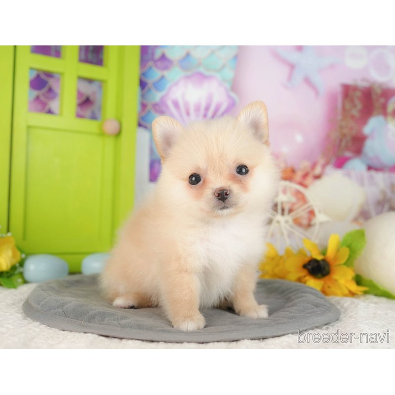 販売中の千葉県のミックス犬-404554の7枚目