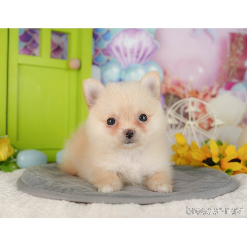 販売中の千葉県のミックス犬-404554の8枚目