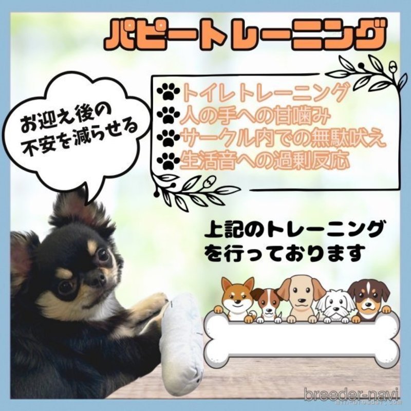 販売中の静岡県のポメラニアン-404840の15枚目