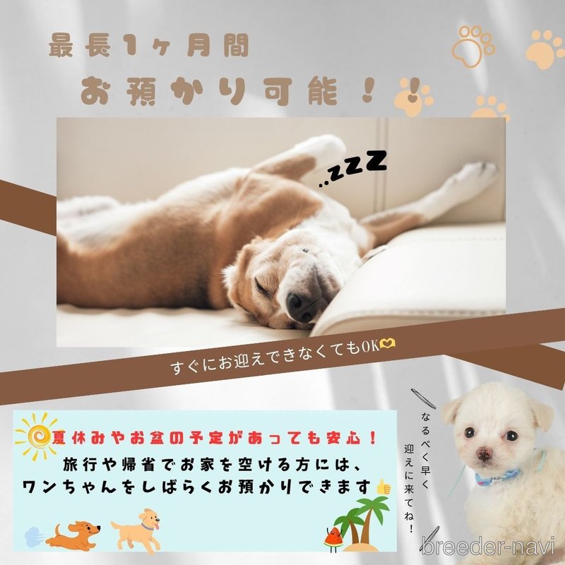 販売中の静岡県のチワワ(ロングコート)-404846の12枚目