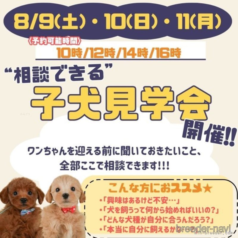 販売中の静岡県のチワワ(ロングコート)-404846の4枚目