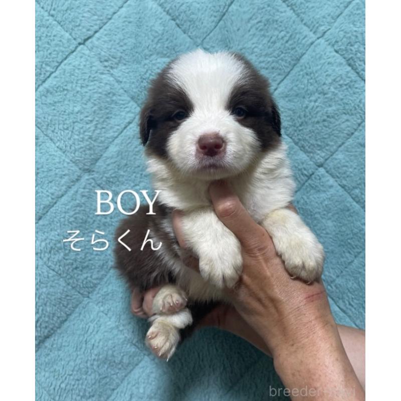 販売中の岩手県のボーダーコリー-404270