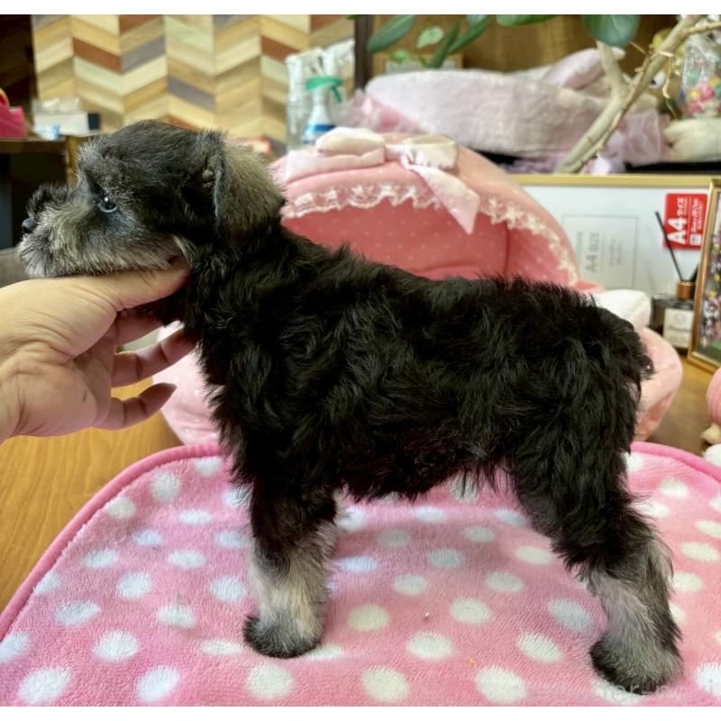 販売中の大阪府のミニチュアシュナウザー-404540の9枚目