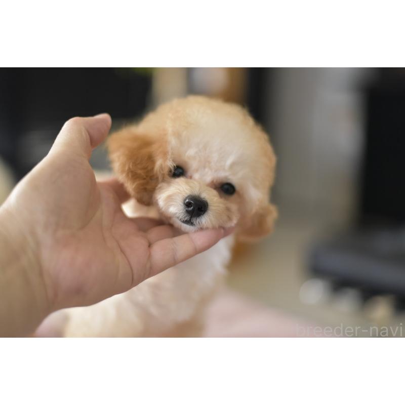 成約済の茨城県のタイニープードル-393689の6枚目