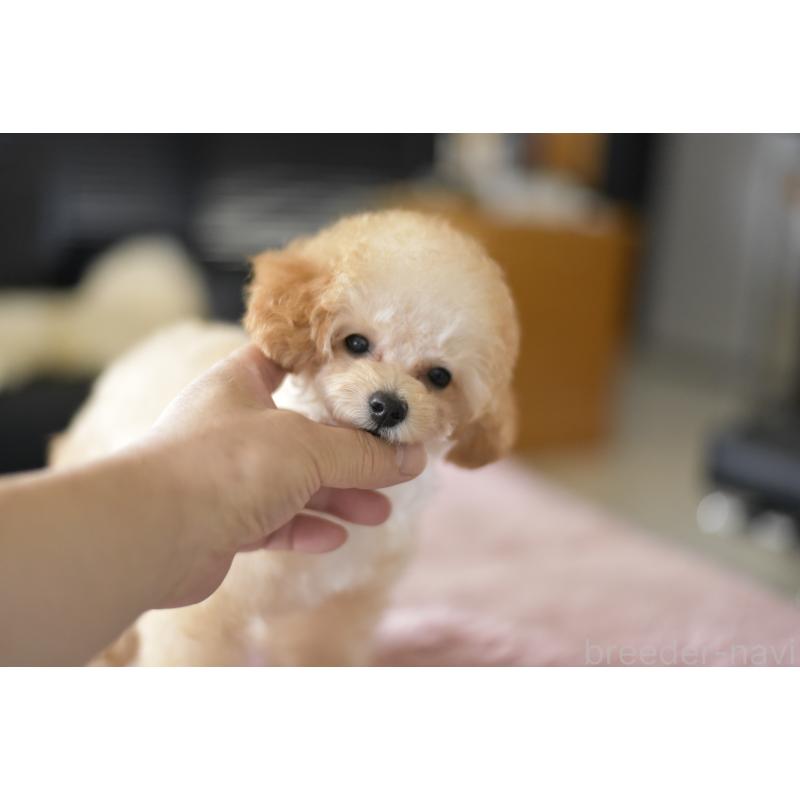 成約済の茨城県のタイニープードル-393689の5枚目