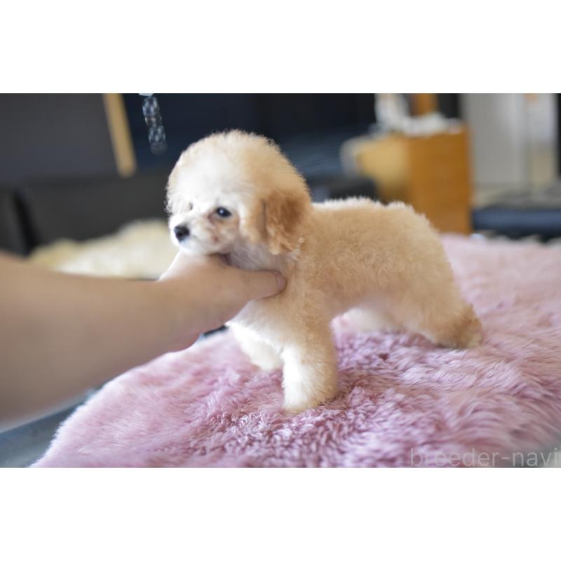 成約済の茨城県のタイニープードル-393689の3枚目