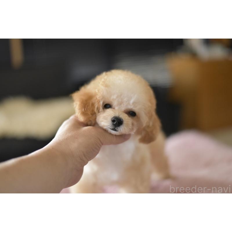 成約済の茨城県のタイニープードル-393689の2枚目