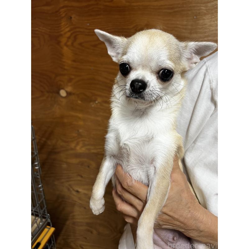 ルイちゃん1枚目