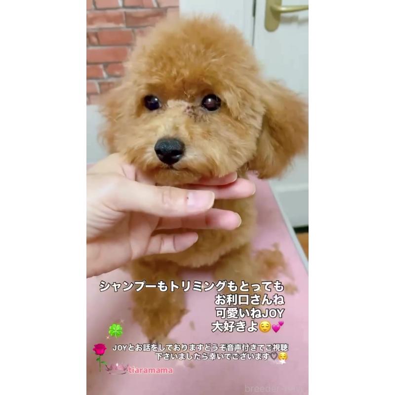 成約済の千葉県のトイプードル-404568の2枚目