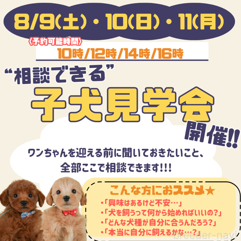 販売中の静岡県のトイプードル-395207の3枚目