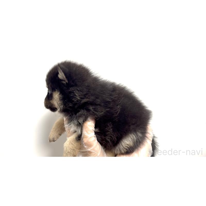 販売中の茨城県のミックス犬-404593の5枚目