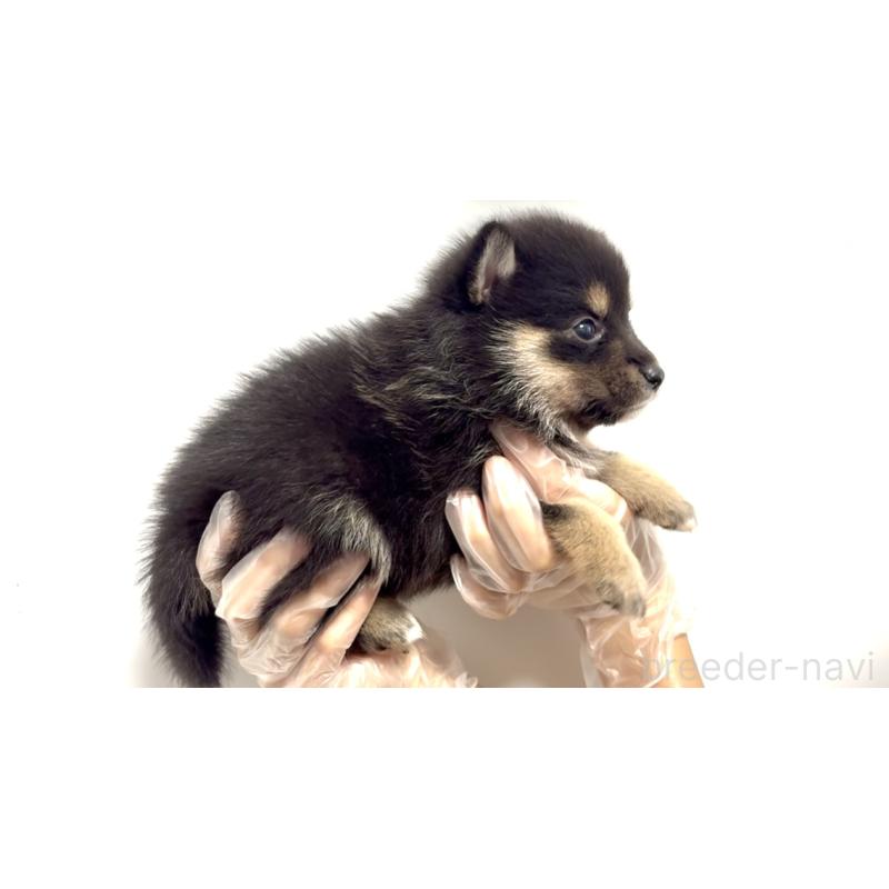 販売中の茨城県のミックス犬-404593の4枚目