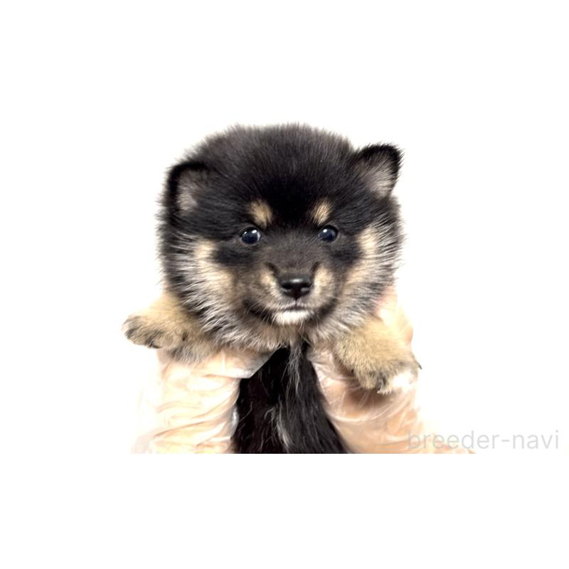 販売中の茨城県のミックス犬-404593の2枚目