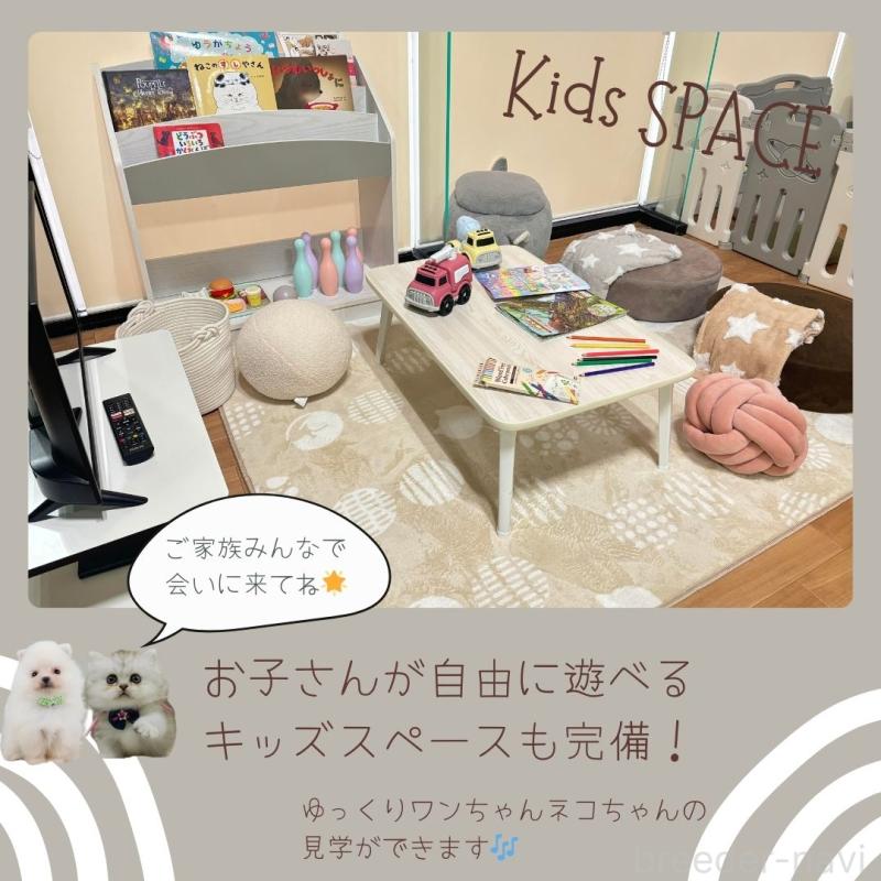 販売中の神奈川県のマルプー:マルチーズ×トイプードル-404596の3枚目