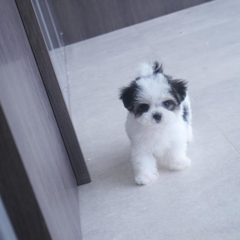 販売中の福岡県のミックス犬-404602の6枚目
